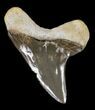 Nice Cretoxyrhina Shark Tooth - Kansas #31636-1